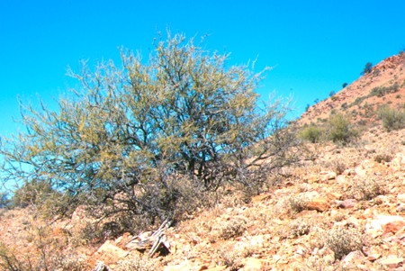 60 k: Acacia tetragonophylla
