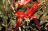 Eremophila maculata 'red'