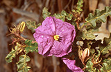 Solanum petrophilum