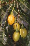 Solanum aviculare